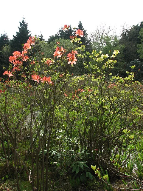 An Overgrown Azalea Mollis shrub which is in need of pruning